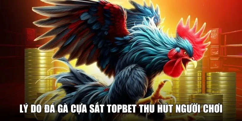 Lý do đấu chiến kê cựa sắt được nhiều người tham gia