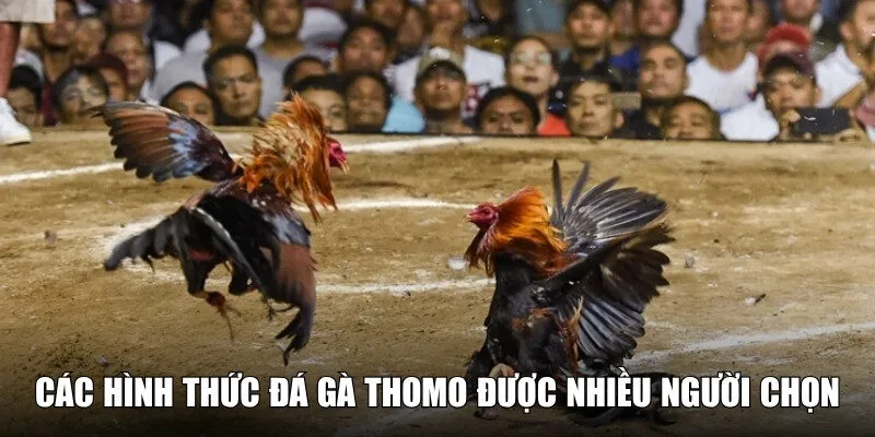 Các hình thức đấu chiến kê được nhiều người lựa chọn