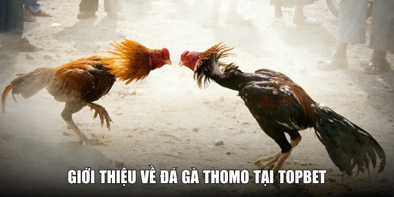 Giới thiệu về đá gà Thomo TOPBET