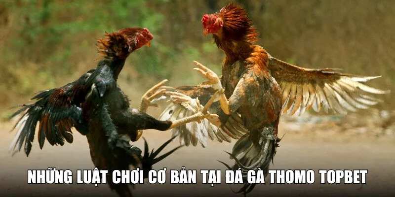 Bật mí quy định khi tham gia đấu gà Thomo tại nhà cái
