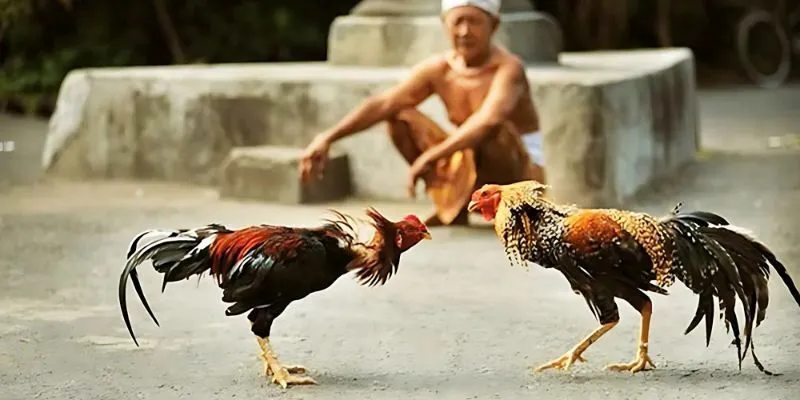 Loại hình chọi gà nổi bật