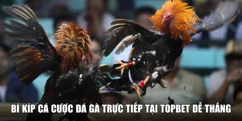 Bỏ túi những bí kíp cá cược đỉnh cao từ chuyên gia