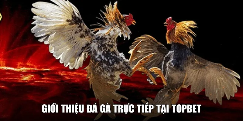 Giới thiệu về đá gà trực tiếp TOPBET